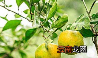 桔子树的摆放方法 如何摆放桔子树