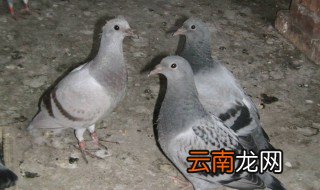 雏鸽下窝方法 详细方法如下