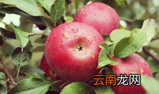 秦冠苹果树怎样修剪 秦冠苹果树种植方法