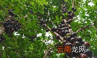 嘉宝果树苗盆栽的方法 家庭嘉宝果树种植方法