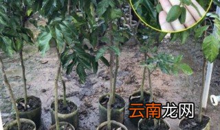 黄皮果树怎么种植 盆栽黄皮果树种植方法