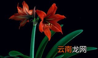 朱顶红栽培方法，怎样栽朱顶红