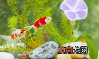 家里养鱼不能养双数吗 家里养鱼为什么不能养双数