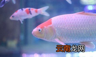 为什么家里养的锦鲤鱼老是死呢