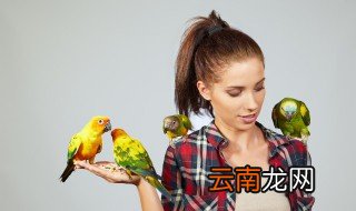 怎样养红嘴鹦鹉 红嘴鹦鹉怎么养