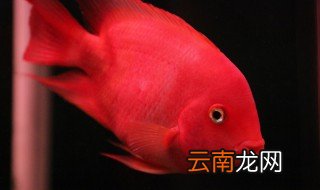 为什么养的鹦鹉鱼会死 鹦鹉鱼怎么养不会死