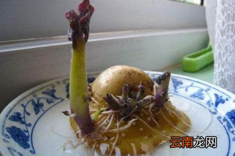 水培土豆盆景的方法