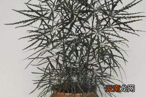 孔雀木怎么养