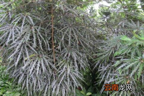 孔雀木怎么养