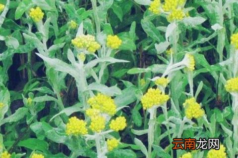 做清明团子的草叫什么