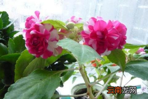 水梅花的扦插