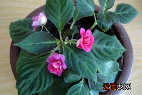 水梅花的扦插