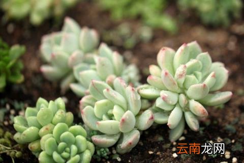 春天多肉植物怎么养
