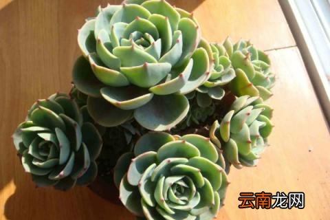 春天多肉植物怎么养