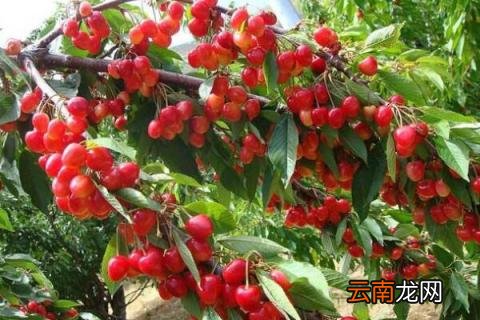 车厘子在北方能种植吗