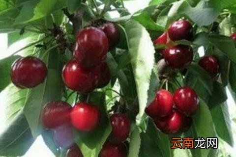 车厘子在北方能种植吗