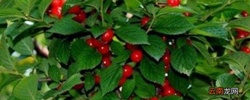 车厘子在北方能种植吗