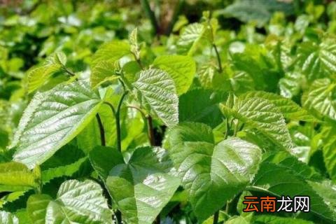 桑叶是桑椹树的叶子吗