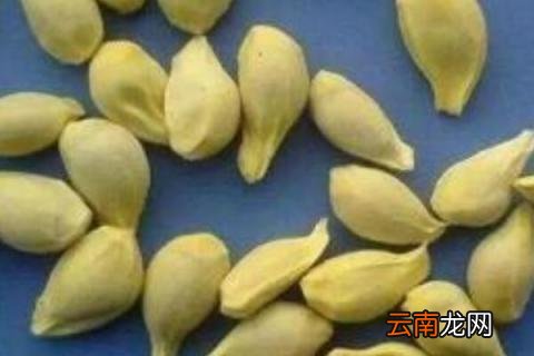 橘子子能种出来吗