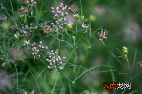 孜然是什么植物的种子