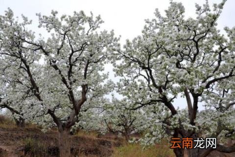 南长滩梨树几月开花