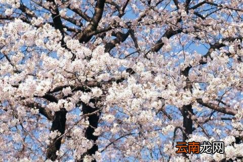 杏树花期能浇水吗