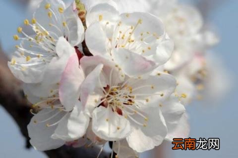 杏树花期能浇水吗