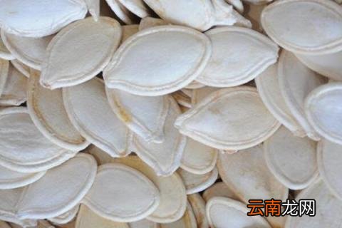 南瓜子如何发芽