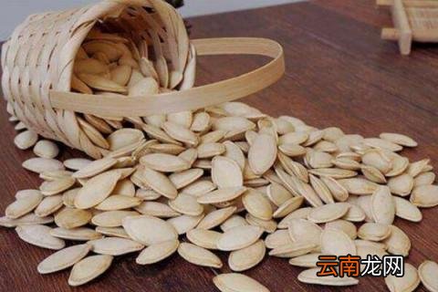 南瓜子如何发芽