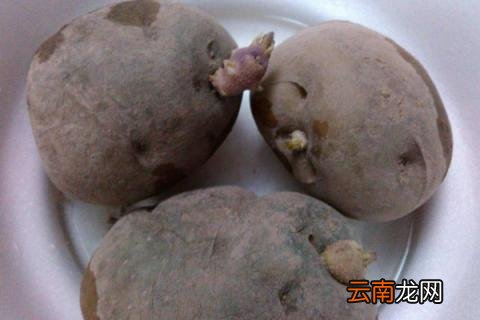 土豆盆栽水培方法