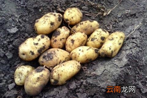 土豆盆栽水培方法