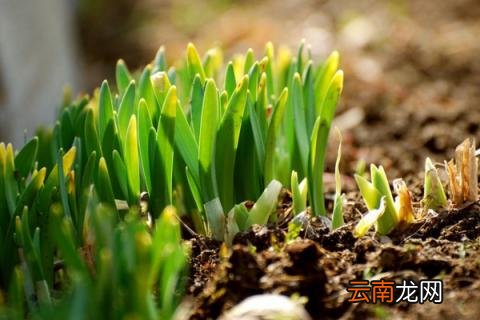 水仙开花后怎样留明年