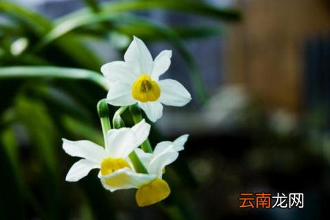 水仙开花后怎样留明年