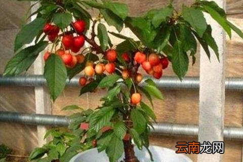 樱桃树防冻办法