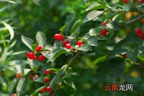 樱桃树防冻办法