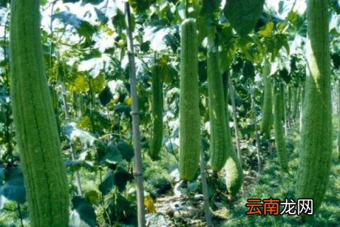 丝瓜种子怎么催芽