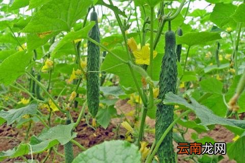 丝瓜种子怎么催芽