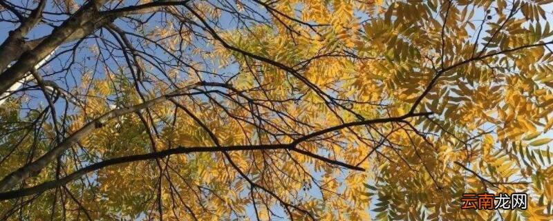 鬼见愁树有几种