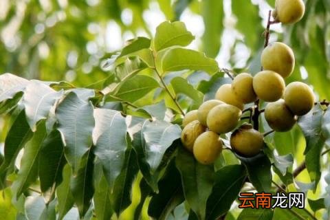 鬼见愁树有几种