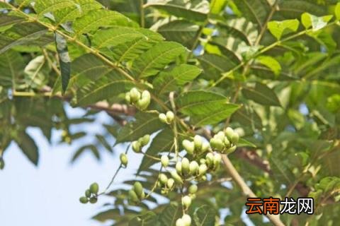 鬼见愁树有几种