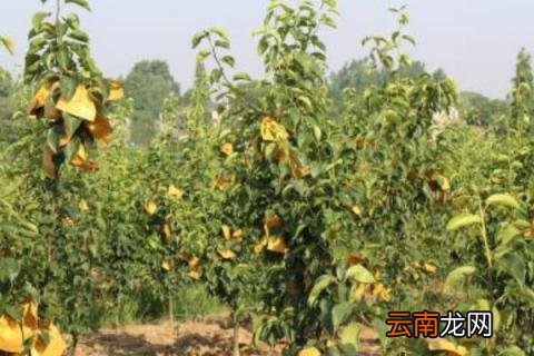 李子树先开花还是先长叶