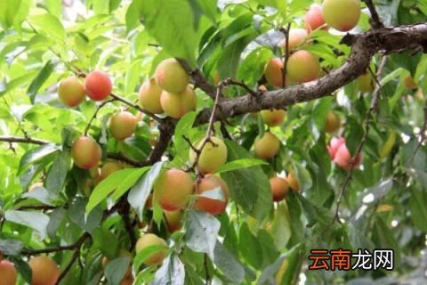 李子树先开花还是先长叶