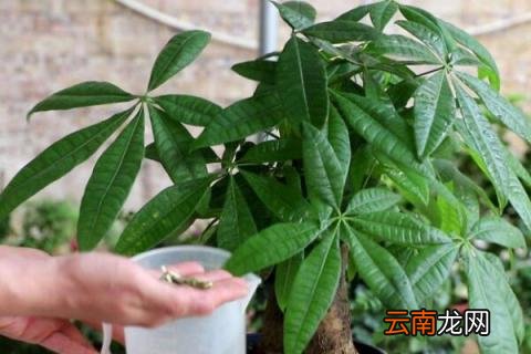 阿斯匹林生根水制法