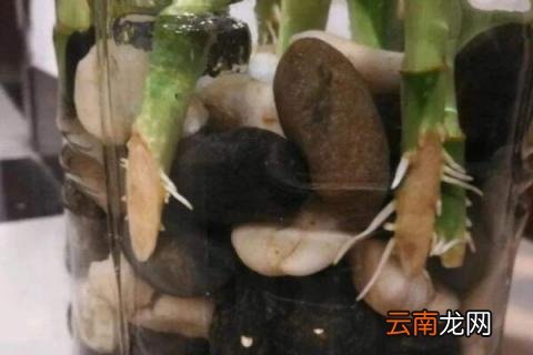 阿斯匹林生根水制法