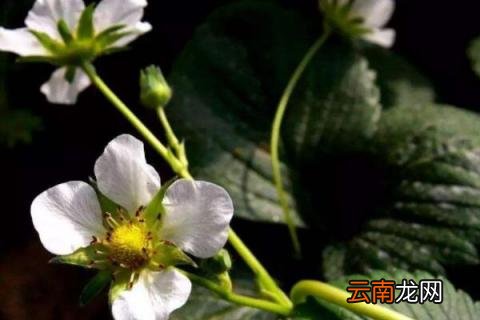 草莓只开花不结果怎么办