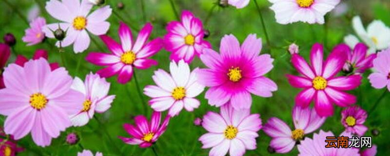 格桑花一年开几次