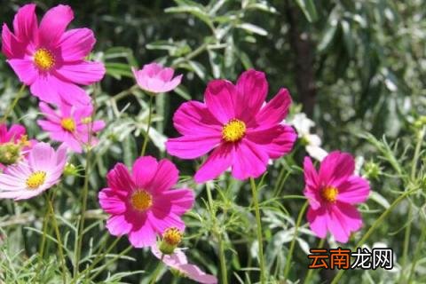 格桑花一年开几次