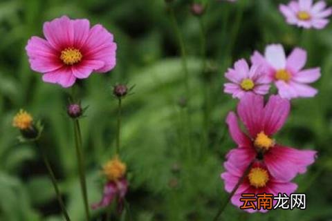 格桑花一年开几次