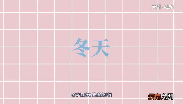 小龙虾在什么地方生长小龙虾生长在什么地方