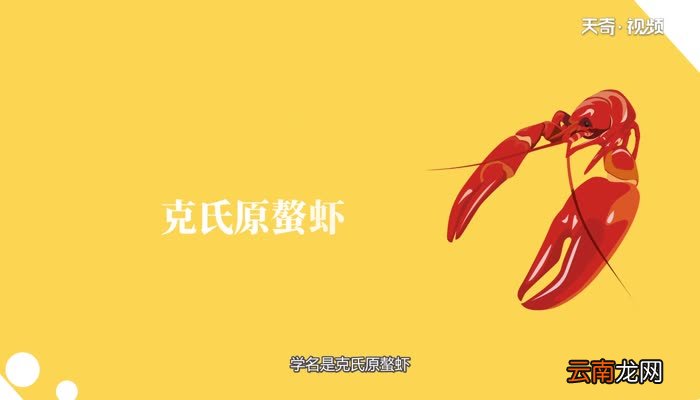 小龙虾在什么地方生长小龙虾生长在什么地方